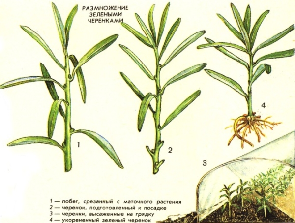  La reproduction de l’argousier avec des boutures vertes a un taux de survie substantiellement positif - 100%, mais le processus prend beaucoup de temps et convient aux jardiniers expérimentés.