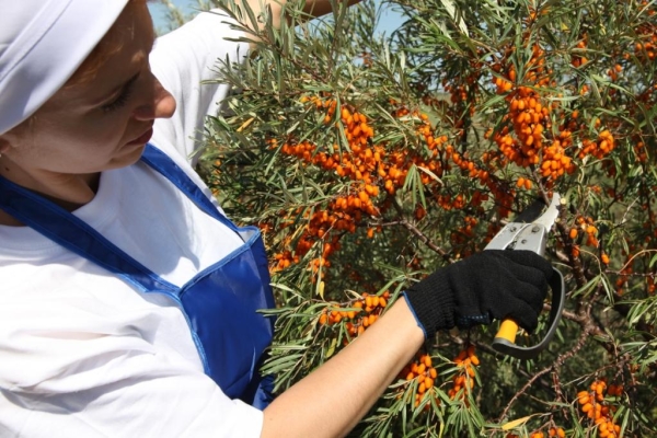  Es gibt verschiedene Möglichkeiten, Sanddorn mit den Händen zu ernten.