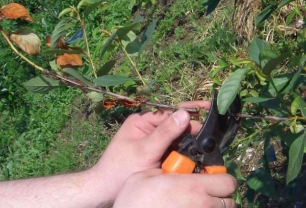  La taille de printemps aidera l’arbre à se réveiller après l’hiver. Toutes les tranches doivent être traitées au barbe ou par un autre moyen spécial.