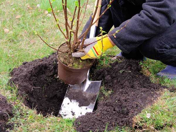  Plantation de Gaules Yadrenaya