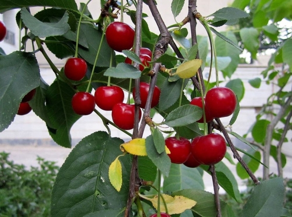  Le schéma et la séquence d'élagage des arbres, des arbustes et des cerises en feutre à l'automne, en été et au printemps