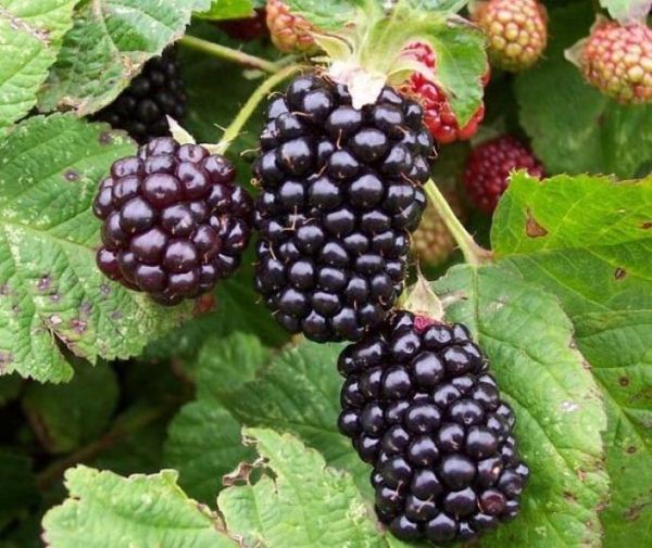  Blackberry Giant