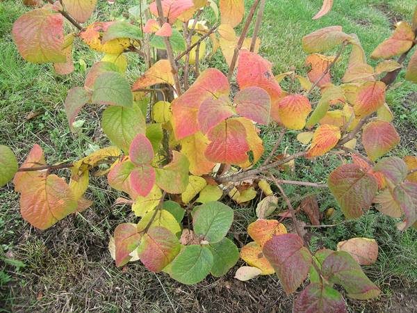  En automne, Gordovina Kalina est alimenté avec des engrais à base d'humus, de phosphate et de potasse.