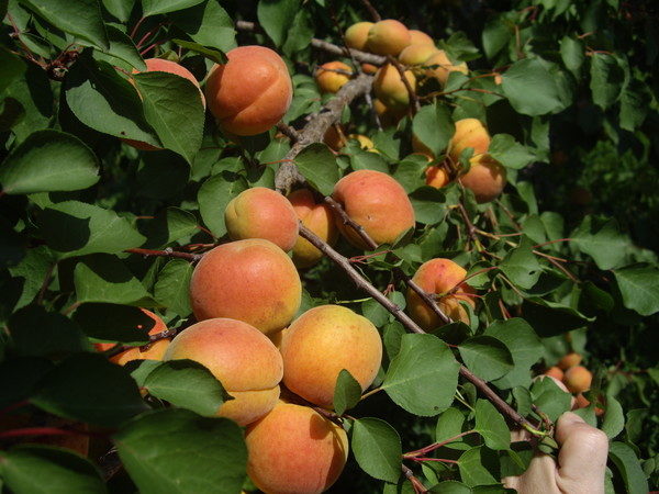  Variété d'abricot à joues rouges