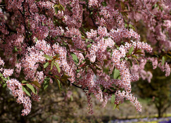  Zweige mit rosa Blüten der Vogelkirsche Colorate