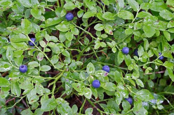  Bleuets sur un arbuste prêt à être récolté