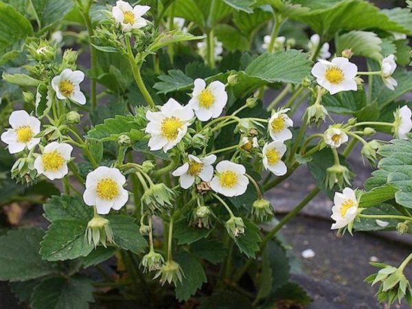  Fresa de arbusto Zenga Zengana en flor