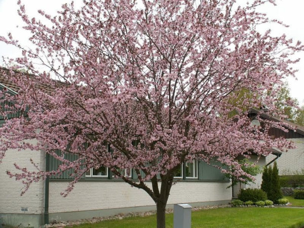  Blühende Vogelkirsche Colorat vor dem Haus