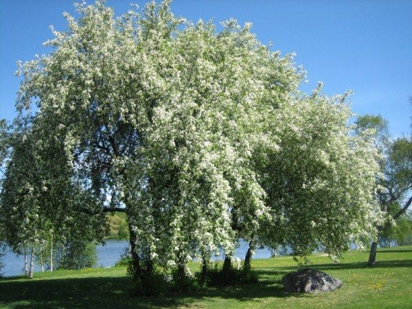  Vogelkirsche in voller Blüte