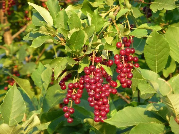  Rote Vogelkirsche ist der biologische Name Virginskaya