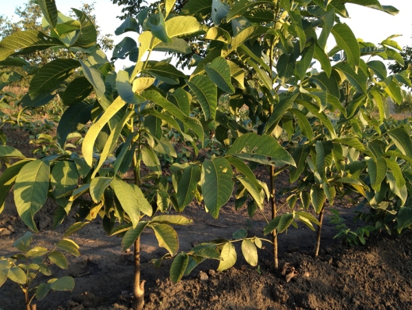  La noix préfère un sol meuble sablo-pierreux, elle ne devrait pas être trop fertile