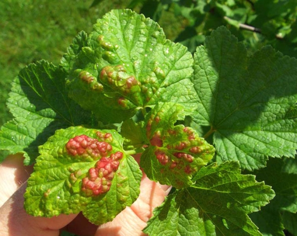  Deux types de rouille de cassis sont distingués: colonnaire et gobelet; la pulvérisation est effectuée avec Topaz, Previkur et Fitosporin-M, 1% de liquide bordelais