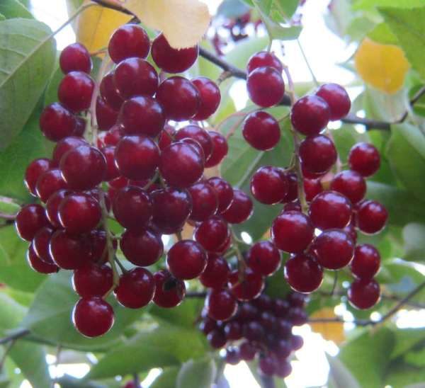  Die Beeren der Frischkirsche enthalten Chlorogensäure, die fettverbrennende Eigenschaften hat