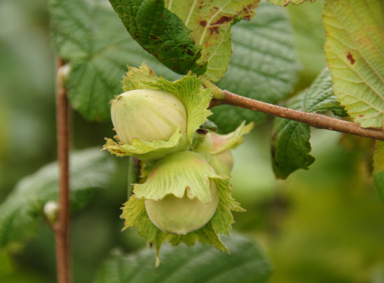  Green hazel nuts