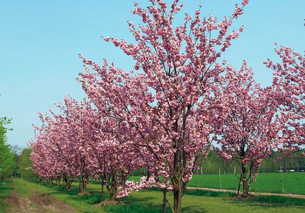  Vogelkirsche Prunus Amanogawa (Sakura)