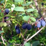  Nectar de bleuets des marais