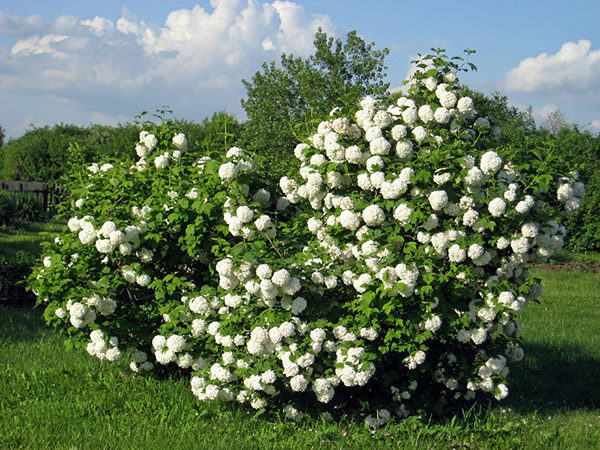  Viorne à floraison printanière