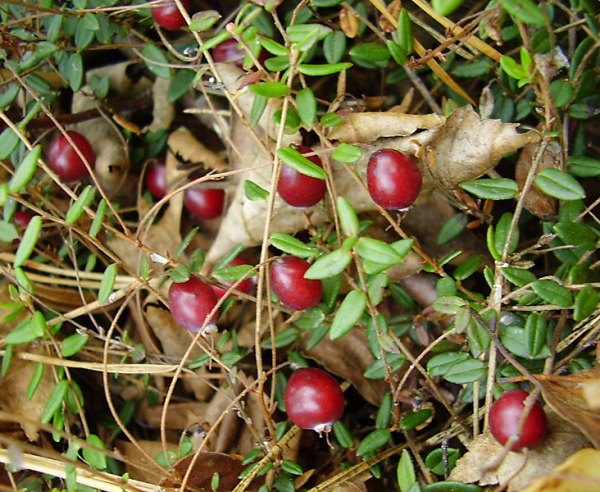  Canneberge à petits fruits