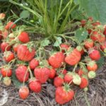  Sakhalin fraises aux gros fruits