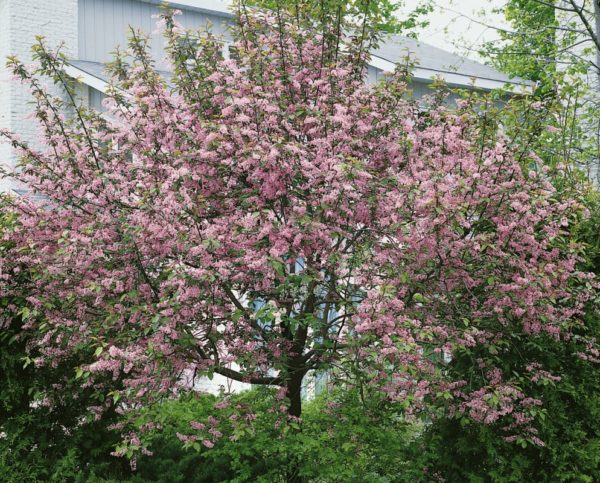  Blühende Vogelkirsche Colorat an ihrem Sommerhäuschen