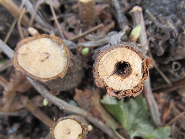  Les pousses touchées sont enlevées en premier lieu, laissant une souche de bois en bonne santé dans 2 cm