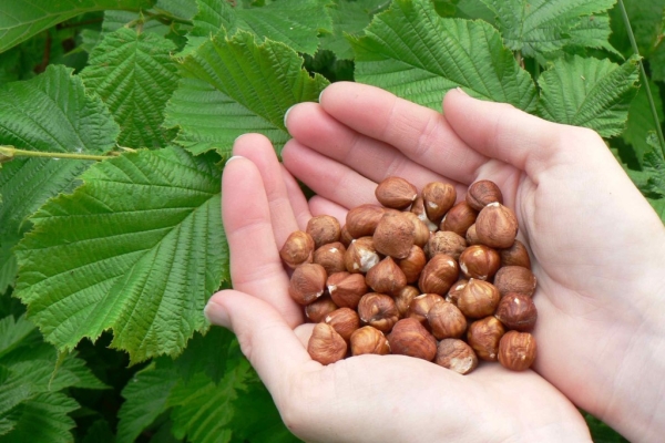  Noisette: description, lieu de croissance et heure de collecte, avantages et conséquences pour la santé