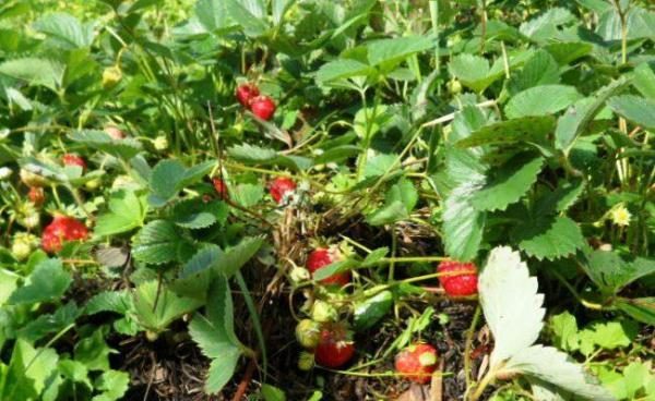  Réparation des fraises de Crimée