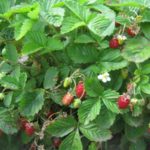  Fraises jardin a petit fruits Alexandrie