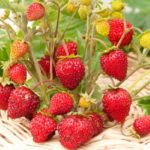  Fraise de jardin de Ruyan