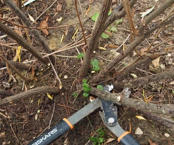  Comment rajeunir le vieux buisson de groseilles noires et rouges: objectifs d'élagage et procédure pas à pas