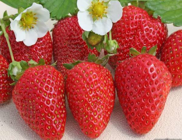  Fraise Alba