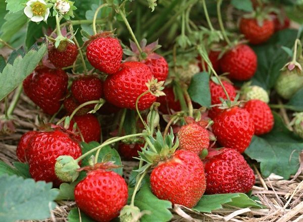  Fraises de jardin