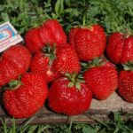  Jardin aux fraises Gigantella