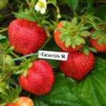  Jardin aux fraises Gigantella Maxim