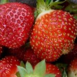  Fraises jardin reine elizabeth ii