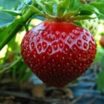  Fraise Jardin Polka