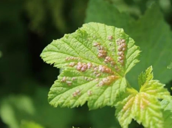  Pour lutter contre l’anthracnose, vous devez vaporiser du Fitosporin, Previkur, Acrobat, Ridomil sur les groseilles.