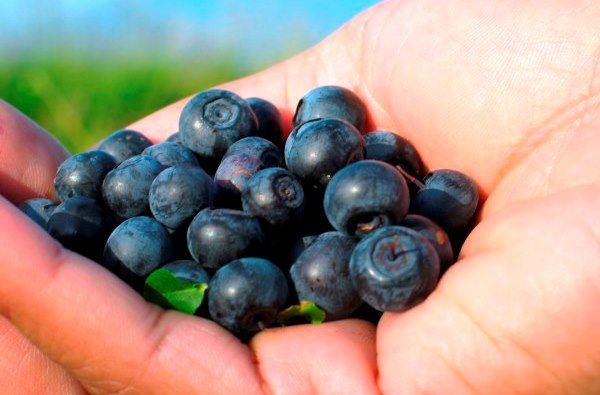  Ripe, vient de cueillir des bleuets, sur la paume