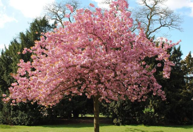  Prunus colorate