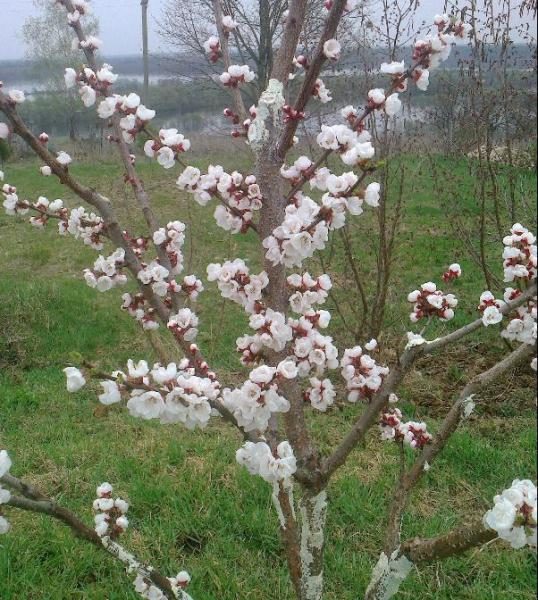  Triomphe du Nord en fleurs