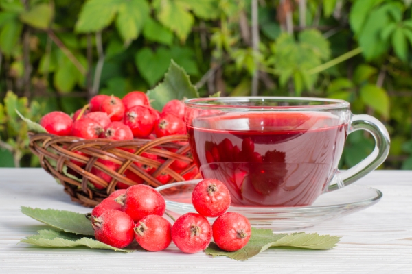  L'utilisation d'un thermos pour brasser des fruits d'aubépine vous permet de conserver un maximum de substances utiles.