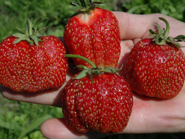  Fraises du Festival