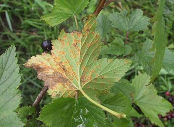  Principales maladies et ravageurs des raisins de Corinthe, traitement et prévention