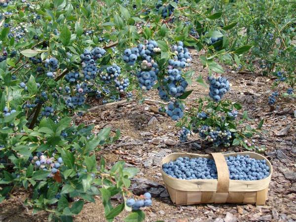  Cultiver des bleuets de jardin