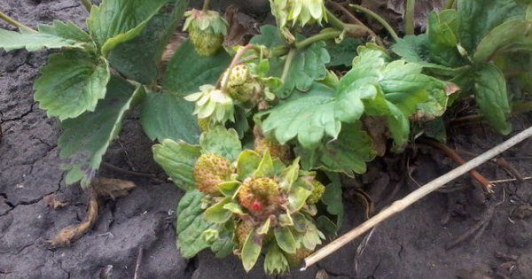  Il est presque impossible de se débarrasser des nématodes des fraises.