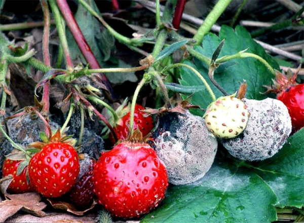  Maladies de la fraise Gigantella: pourriture noire et grise, tache brune et blanche, phytosporose et fusariose