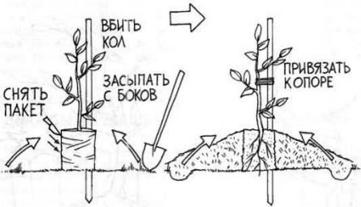  Pfirsichbaum, der Muster pflanzt