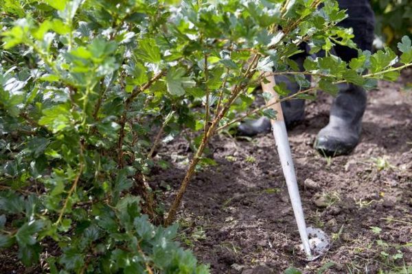  Procédures d'entretien des groseilles à maquereau: arrosage et mulching