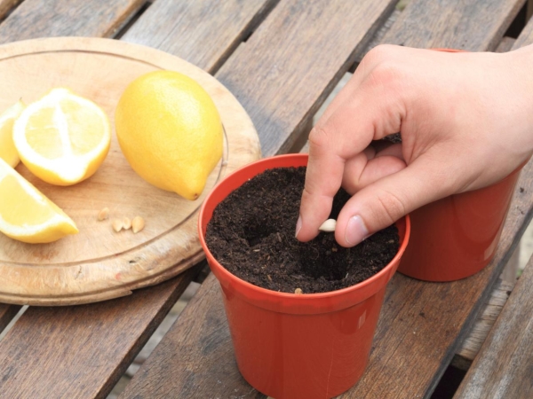  Faire des trous dans le fond de la casserole, remplir de petits cailloux, apprêter