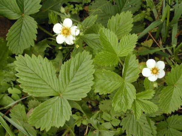  L'utilisation de feuilles de fraise est contre-indiquée pendant la grossesse et l'allaitement chez les enfants de moins de 3 ans et avec l'intolérance individuelle